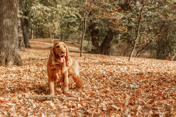 英語のコッカー スパニエル犬の肖像画 — ストック写真
