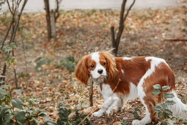 キャバリエ王チャールズ スパニエル子犬犬 秋のシーズン 散歩中の犬 — ストック写真