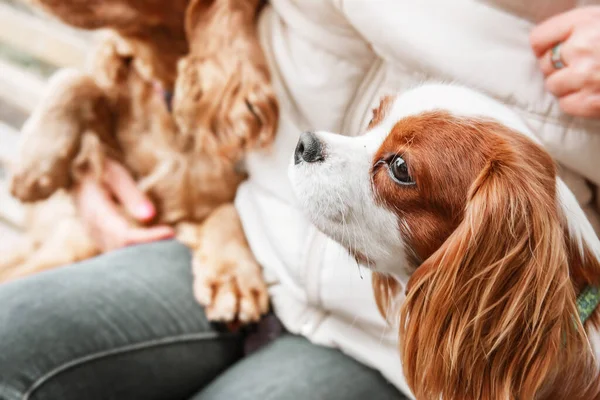 Cavalier King Charles Spaniel Κουτάβι Ιδιοκτήτη Πτώση Φθινόπωρο — Φωτογραφία Αρχείου