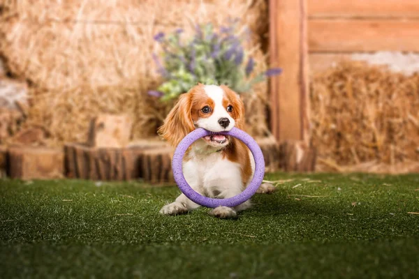 Cavalier Rei Charles Spaniel Cachorro Cão Brincando Com Brinquedo Dentro — Fotografia de Stock