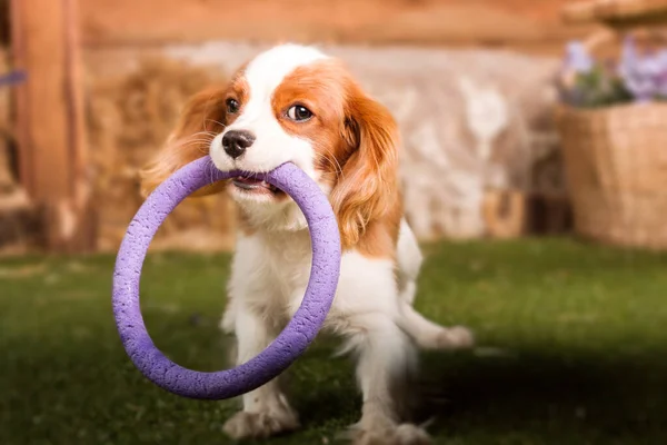 Cavalier King Charles Spaniel puppy dog playing with toy inside