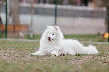 Samoyed dog running and playing in the park. Big white fluffy dogs on a walk