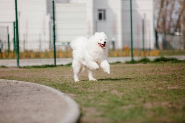 Samoyed dog running and playing in the park. Big white fluffy dogs on a walk