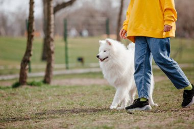 Samoyed dog running and playing in the park. Big white fluffy dogs on a walk