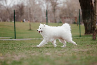 Samoyed dog running and playing in the park. Big white fluffy dogs on a walk