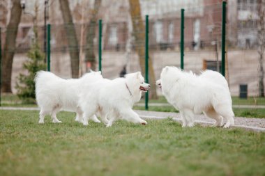 Samoyed dog running and playing in the park. Big white fluffy dogs on a walk