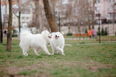 Samoyed dog running and playing in the park. Big white fluffy dogs on a walk