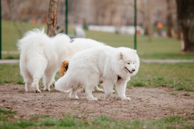 Samoyed dog running and playing in the park. Big white fluffy dogs on a walk