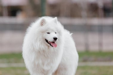 Samoyed dog running and playing in the park. Big white fluffy dogs on a walk