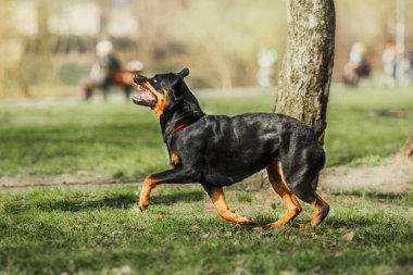 Beautiful Rottweiler dog on the green grass