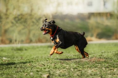 Beautiful Rottweiler dog on the green grass