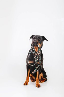 Beyaz arka plan üzerinde izole rottweiler köpek.