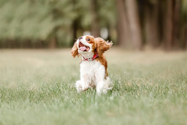 キャバリエ王チャールズ スパニエル子犬犬 秋のシーズン 散歩中の犬 — ストック写真