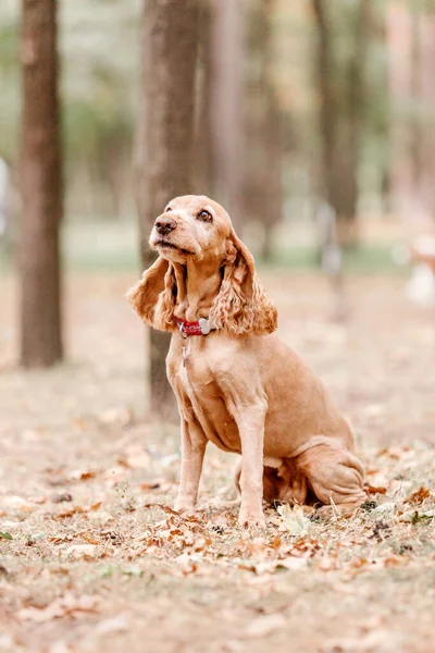 English Cocker Spaniel Dog Portrait Fall Season Autumn — Stock Photo, Image