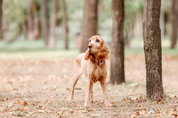 英語のコッカー スパニエル犬の肖像画 — ストック写真
