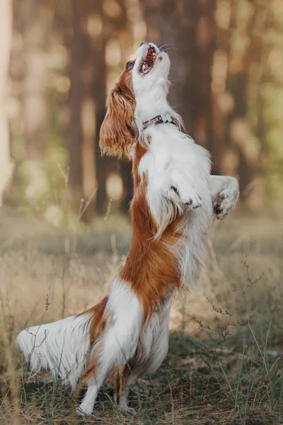 キャバリエ王チャールズ スパニエル子犬犬 秋のシーズン 散歩中の犬 — ストック写真