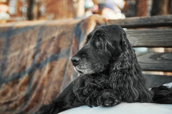 English Cocker Spaniel Dog Downtown City Life — Stock Photo, Image