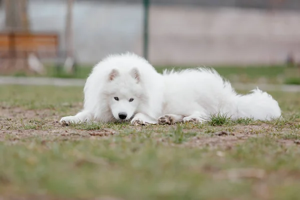 Samoyed Dog Running Playing Park Big White Fluffy Dogs Walk — Φωτογραφία Αρχείου