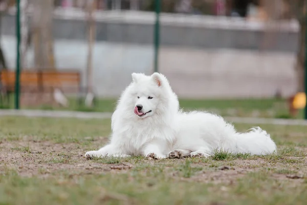 Samoyed Dog Running Playing Park Big White Fluffy Dogs Walk — 图库照片