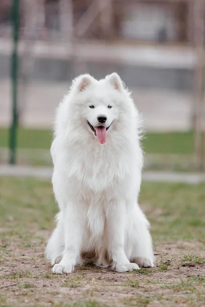 Samoyed Dog Running Playing Park Big White Fluffy Dogs Walk — Foto Stock