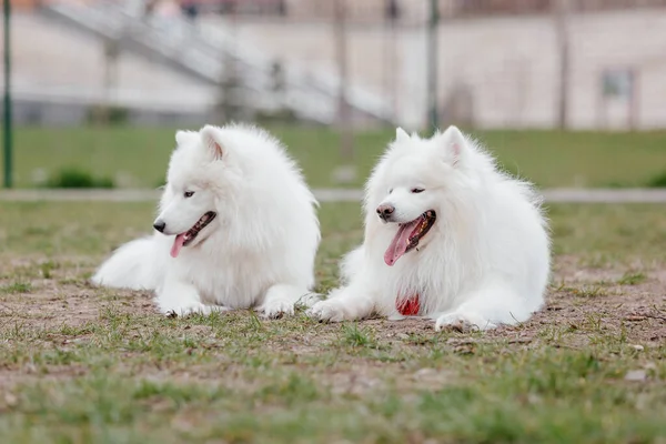 Samoyed Dog Running Playing Park Big White Fluffy Dogs Walk — Stockfoto