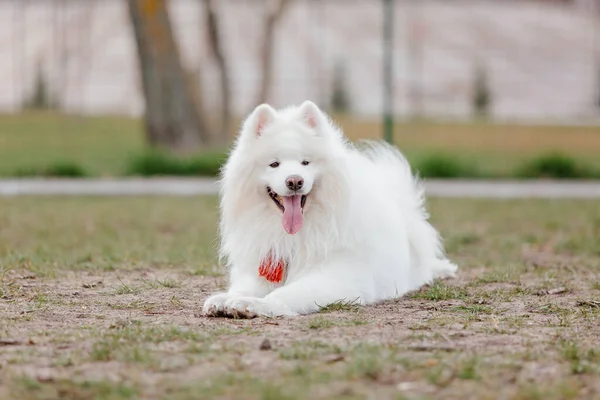 Samoyed Dog Running Playing Park Big White Fluffy Dogs Walk — ストック写真