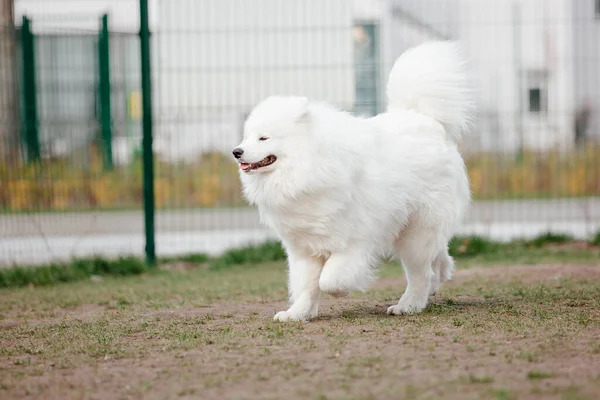 Samoyed Dog Running Playing Park Big White Fluffy Dogs Walk — Stock Fotó