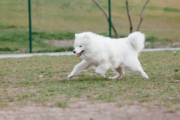Samoyed Dog Running Playing Park Big White Fluffy Dogs Walk — 图库照片
