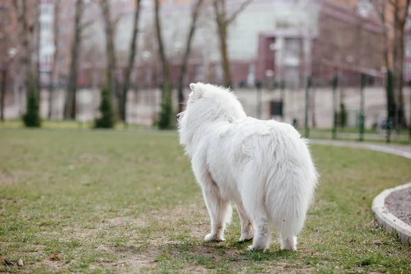 Samoyed Dog Running Playing Park Big White Fluffy Dogs Walk — Foto de Stock
