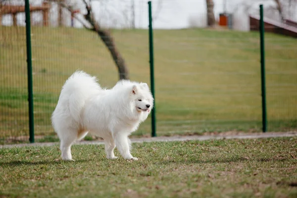 Samoyed Dog Running Playing Park Big White Fluffy Dogs Walk — 图库照片