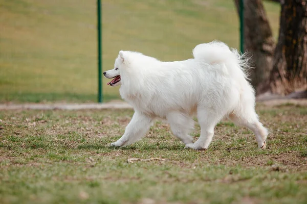 Samoyed Dog Running Playing Park Big White Fluffy Dogs Walk — Zdjęcie stockowe