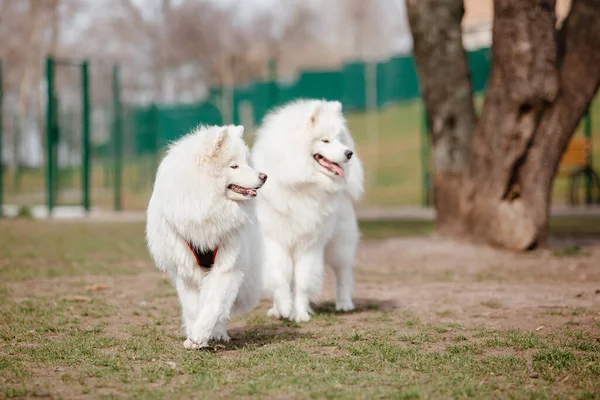 Samoyed Dog Running Playing Park Big White Fluffy Dogs Walk — Photo