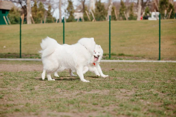 Samoyed Dog Running Playing Park Big White Fluffy Dogs Walk — Stok fotoğraf