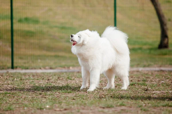 Samoyed Dog Running Playing Park Big White Fluffy Dogs Walk — стоковое фото
