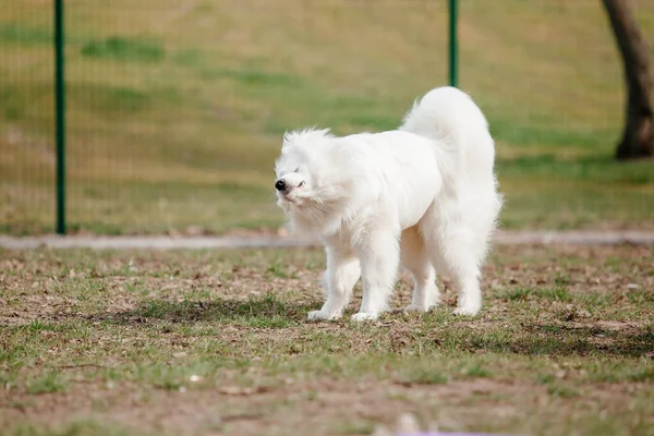 Samoyed Dog Running Playing Park Big White Fluffy Dogs Walk — стоковое фото