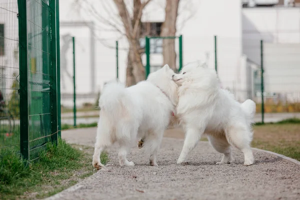 Samoyed Dog Running Playing Park Big White Fluffy Dogs Walk — Stock fotografie