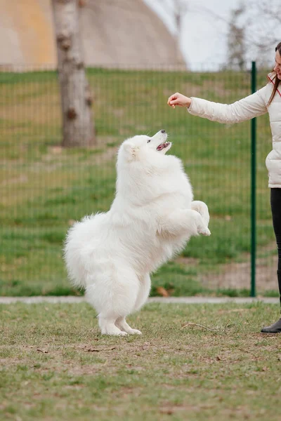 Samoyed Dog Running Playing Park Big White Fluffy Dogs Walk — Stok Foto