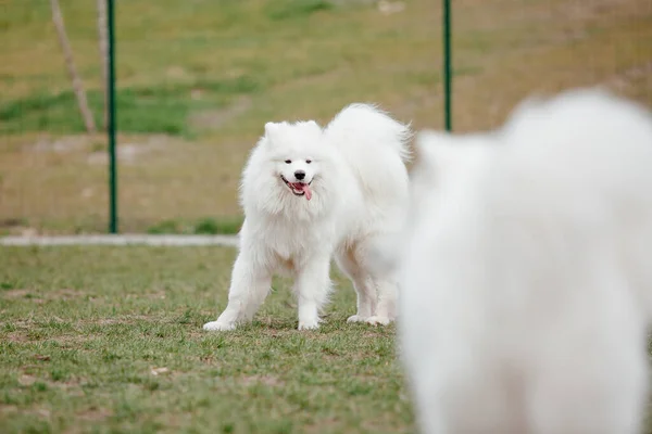 Samoyed Dog Running Playing Park Big White Fluffy Dogs Walk — Stok fotoğraf