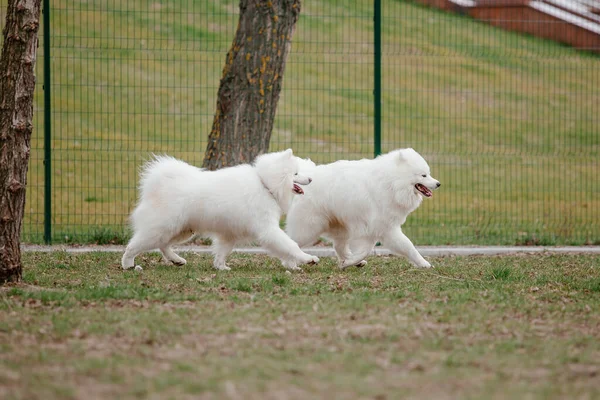 Samoyed Dog Running Playing Park Big White Fluffy Dogs Walk — Stok fotoğraf