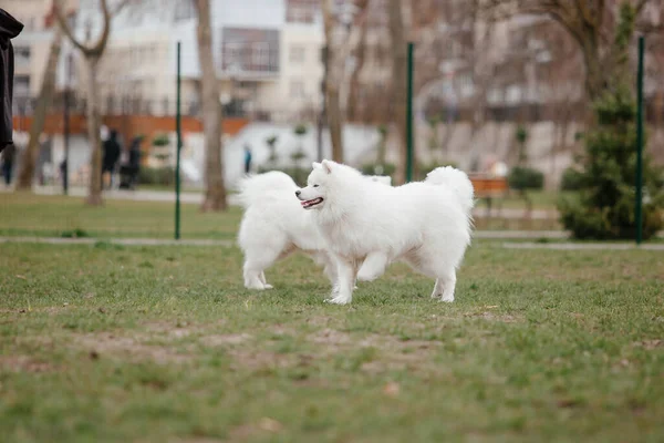 Samoyed Dog Running Playing Park Big White Fluffy Dogs Walk — Stock Fotó