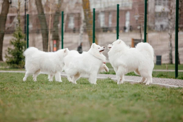 Самогубство Собака Бігає Грає Парку Великі Білі Пухнасті Собаки Прогулянці — стокове фото