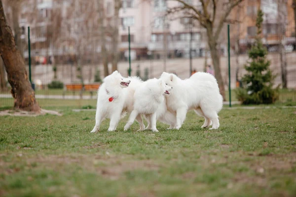 Samoyed Dog Running Playing Park Big White Fluffy Dogs Walk — Stock Photo, Image
