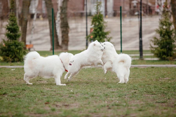 Samoyed Dog Running Playing Park Big White Fluffy Dogs Walk — Stockfoto