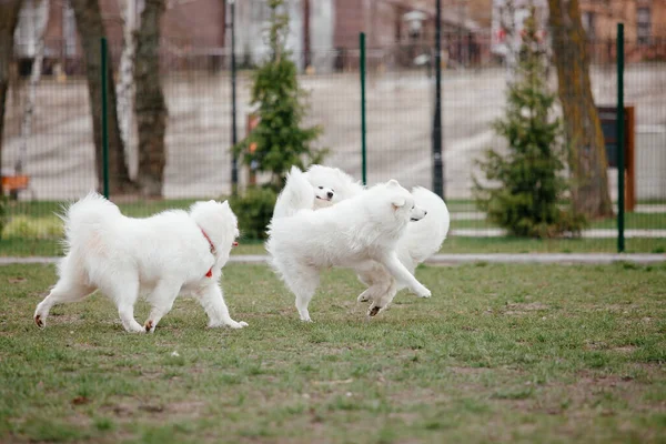 Samoyed Dog Running Playing Park Big White Fluffy Dogs Walk — Stockfoto