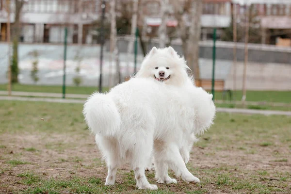 Samoyed Dog Running Playing Park Big White Fluffy Dogs Walk — Stock Fotó