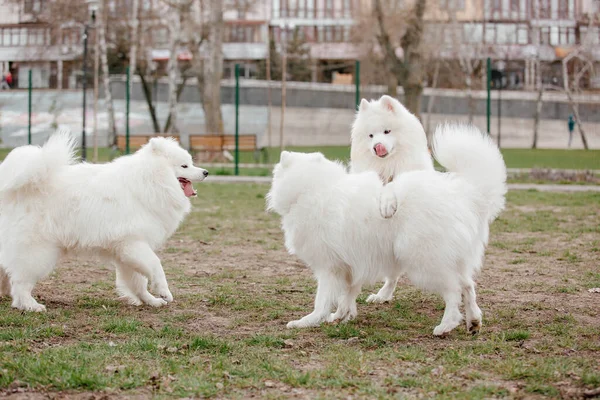 Samoyed Dog Running Playing Park Big White Fluffy Dogs Walk — стоковое фото