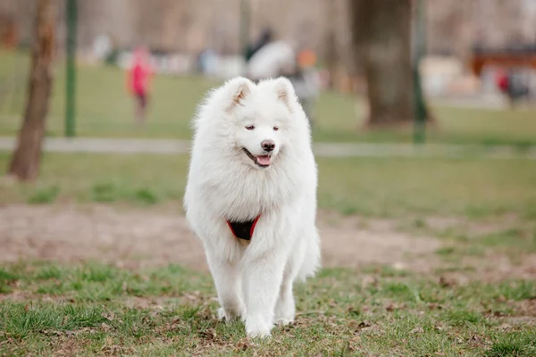 Samoyed Dog Running Playing Park Big White Fluffy Dogs Walk — Foto de Stock
