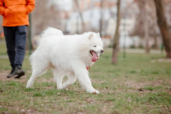 Samoyed Dog Running Playing Park Big White Fluffy Dogs Walk — Stock Fotó