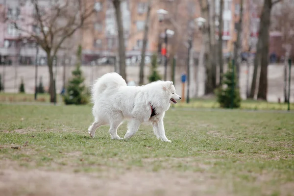 Samoyed Dog Running Playing Park Big White Fluffy Dogs Walk — Stock Fotó