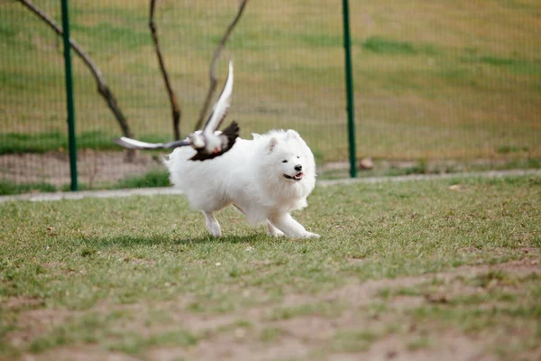 Samoyed Dog Running Playing Park Big White Fluffy Dogs Walk — Stock Fotó